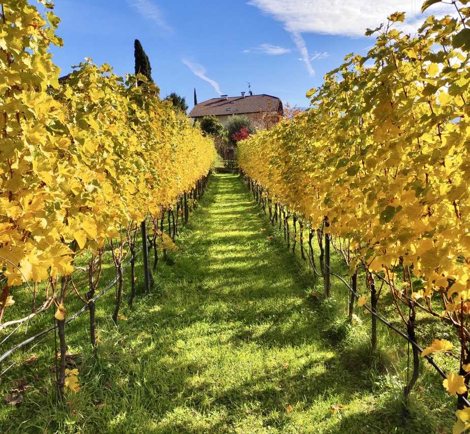 Unser Weinberg

– direkt am Haus –
